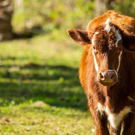 Recanto Da Serra Gaucha Nova Petropolis Gramado Eksteriør bilde