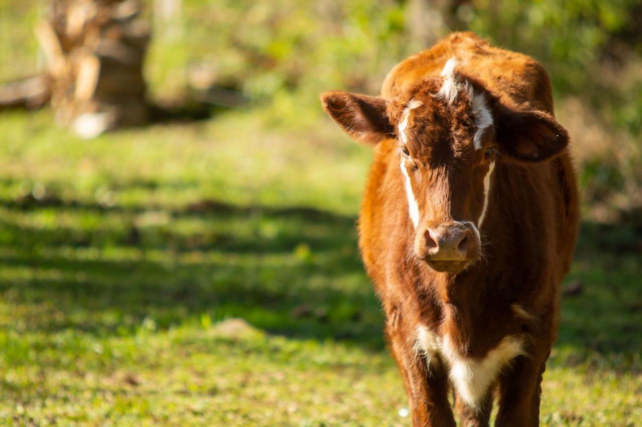 Recanto Da Serra Gaucha Nova Petropolis Gramado Eksteriør bilde